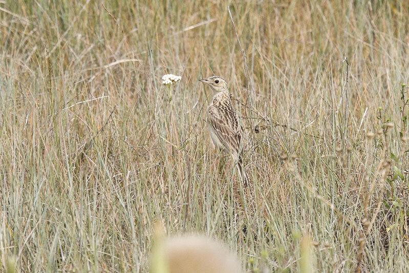 low res _MG_0998.jpg