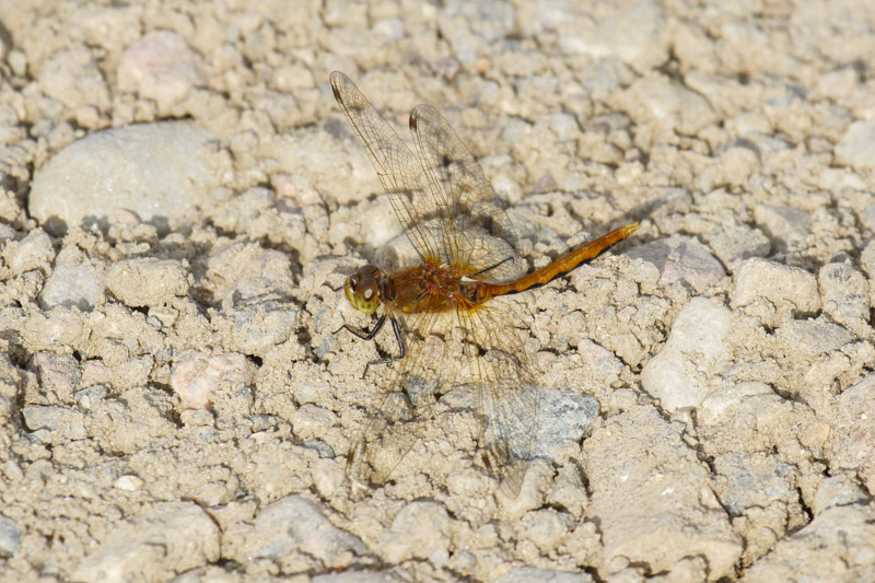 low res _MG_3668.jpg