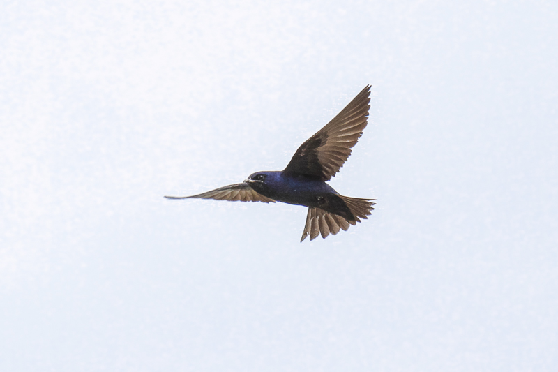 low res _MG_4336.jpg