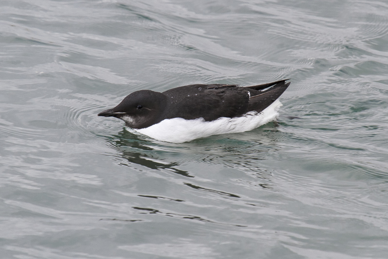 Brnnichs Guillemot (Uria lomvia)