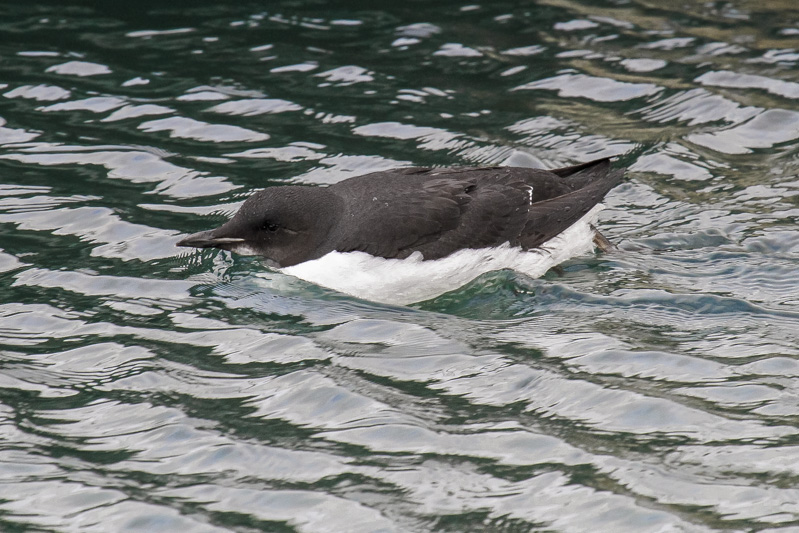 Brnnichs Guillemot (Uria lomvia)