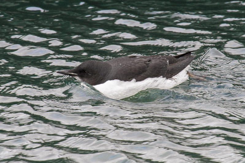 Brnnichs Guillemot (Uria lomvia)
