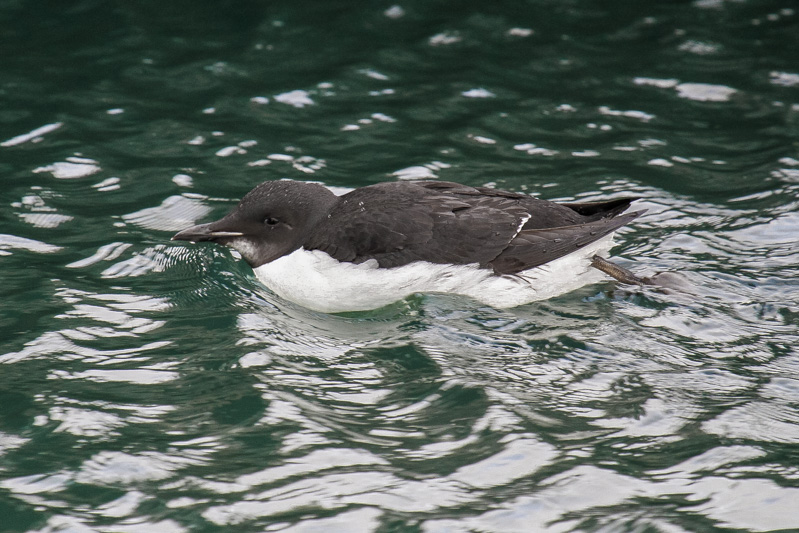 Brnnichs Guillemot (Uria lomvia)