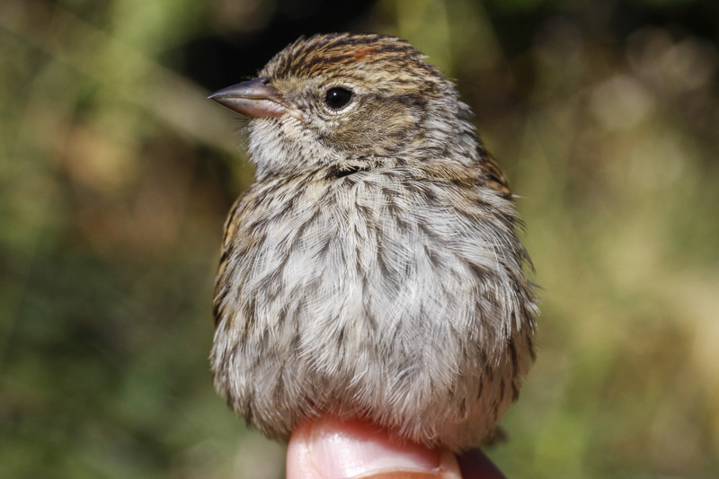 Chipping Sparrow (Spizella passerina)