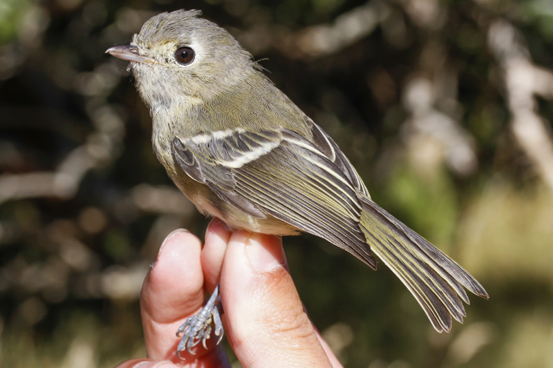 Huttons Vireo (Vireo huttoni)