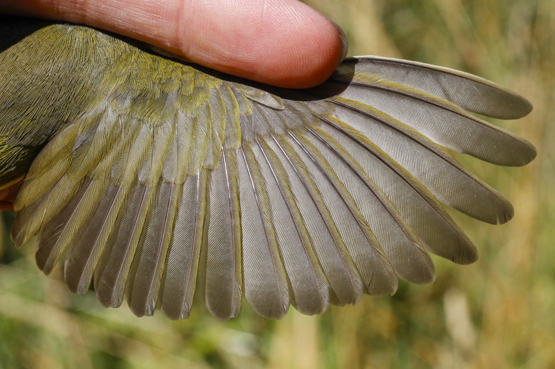 MacGillivrays Warbler (Geothlypis tolmiei)