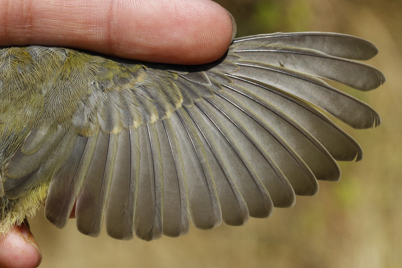 Orange-crowned Warbler (Oreothlypis celata)