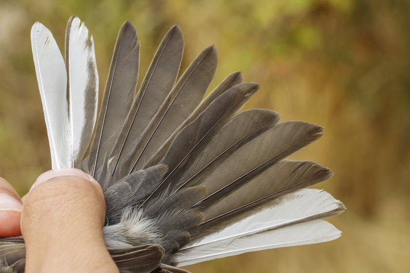 Oregon Junco (Junco hyemalis oreganus)