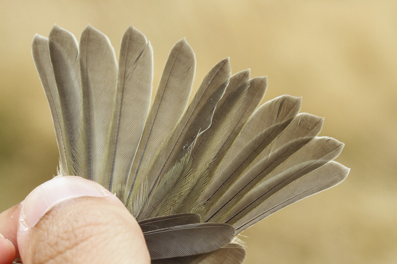 Warbling Vireo (Vireo gilvus swainsoni)