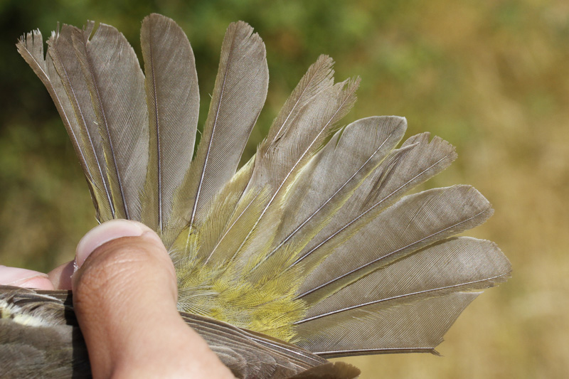 Western Tanager (Piranga ludoviciana)