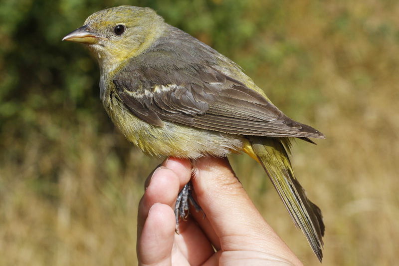 Western Tanager (Piranga ludoviciana)