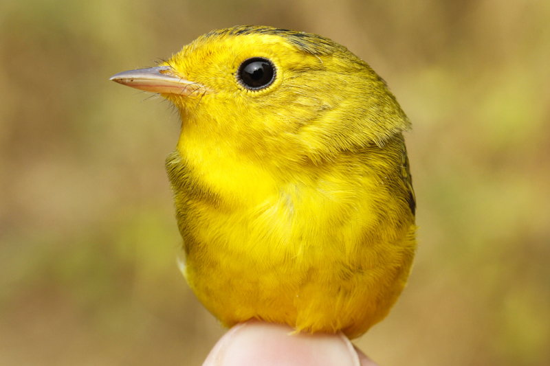 Wilsons Warbler (Wilsonia pusilla chryseola)