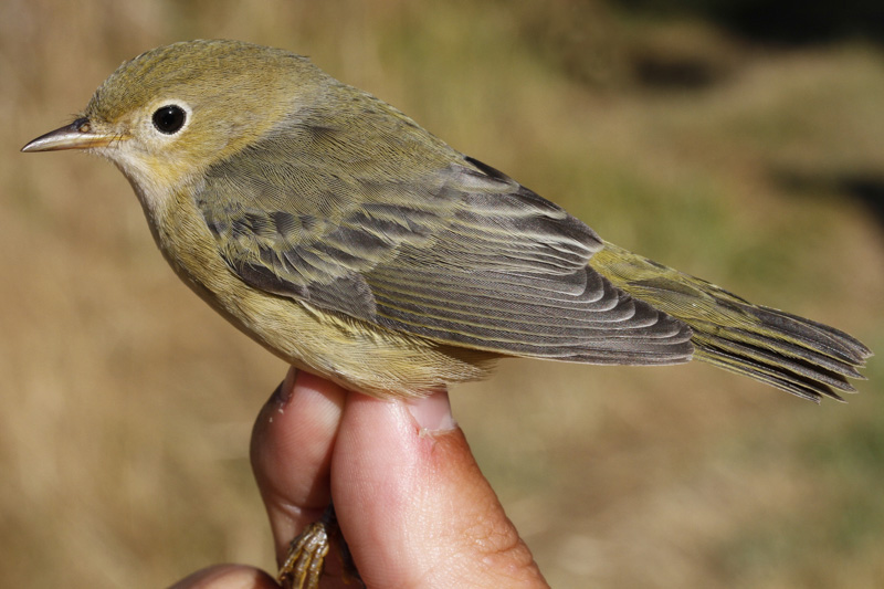 Yellow Warbler (Setophaga petechia)