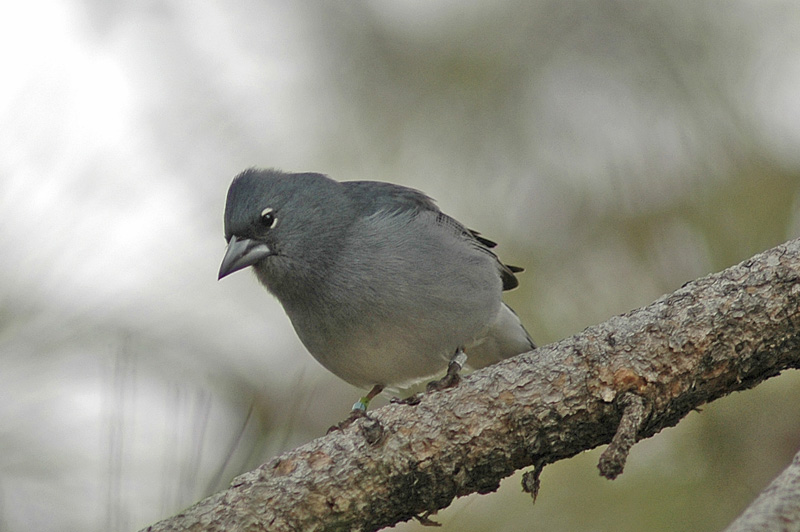 low res Blue Chaffinch not reduced (7).jpg
