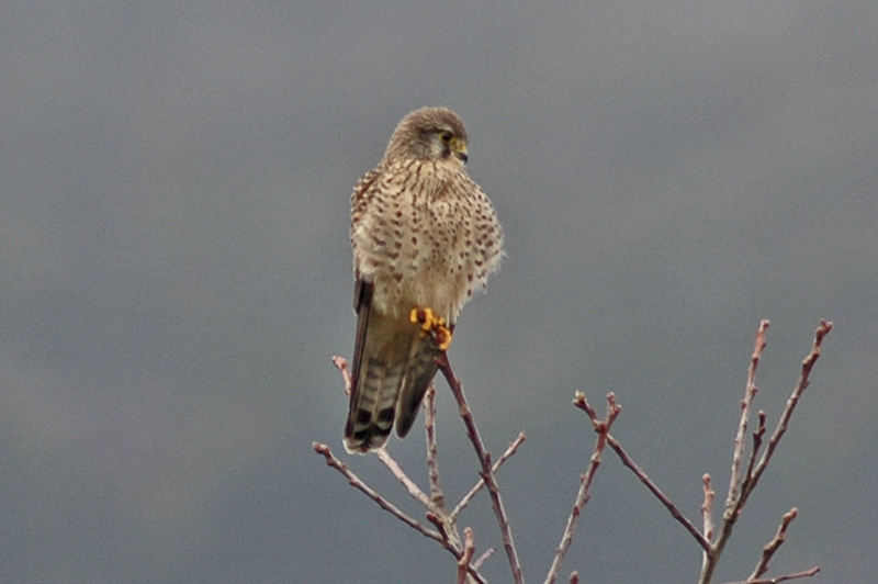 low res Kestrel not reduced (3).jpg