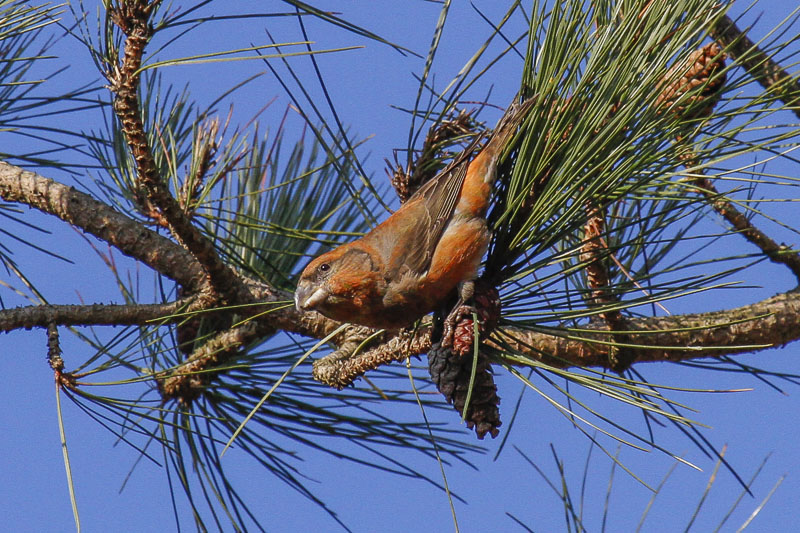 Parrot Crossbill (Loxia pytyopsittacus)
