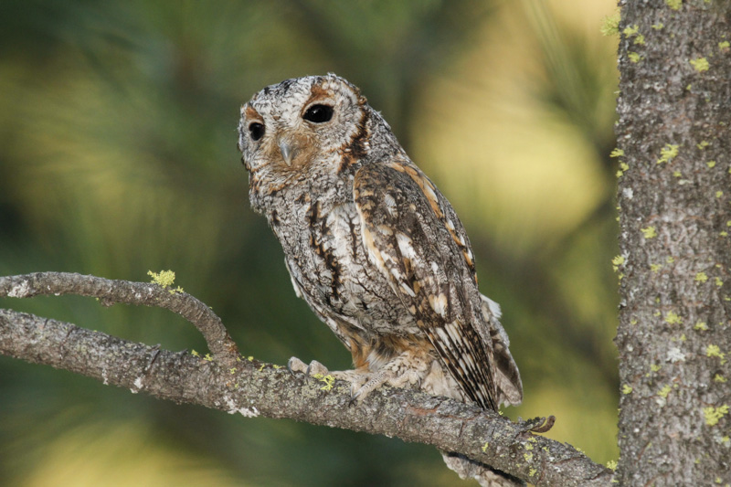 low res Flammulated Owl CS6_MG_6599.jpg