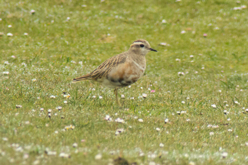 Dotterel (Charadrius morinellus)
