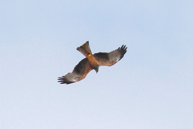 Black Kite (Milvus migrans)
