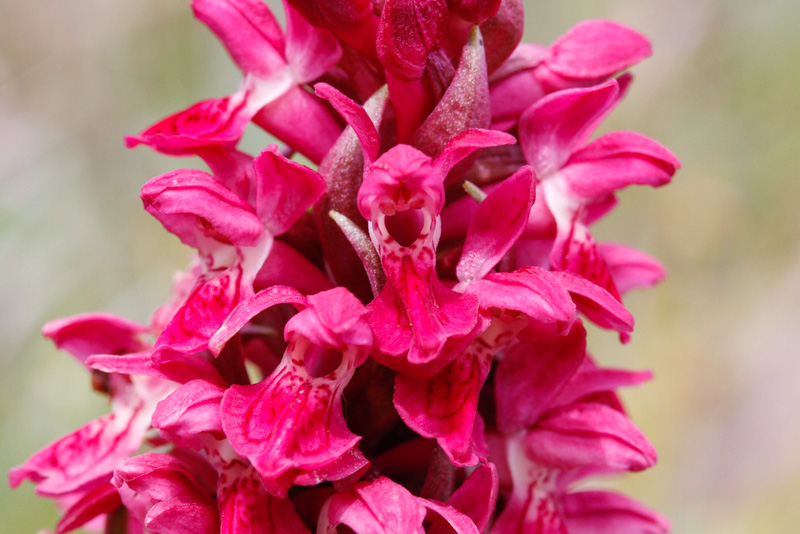 Early Marsh Orchid (Dactylorhiza incarnata coccinea)