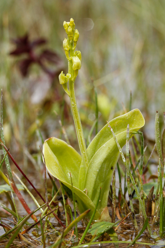 Fen Orchid (Liparis loeselii ovata)