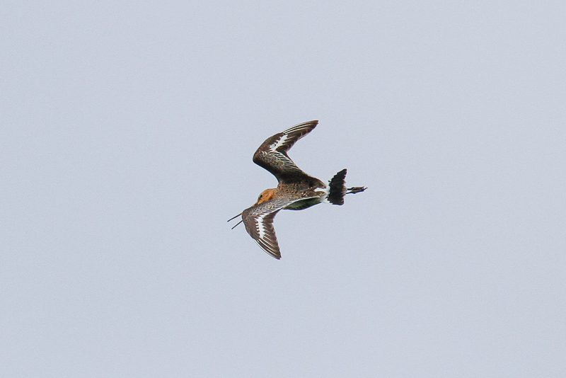 Black-tailed Godwit (Limosa limosa limosa)