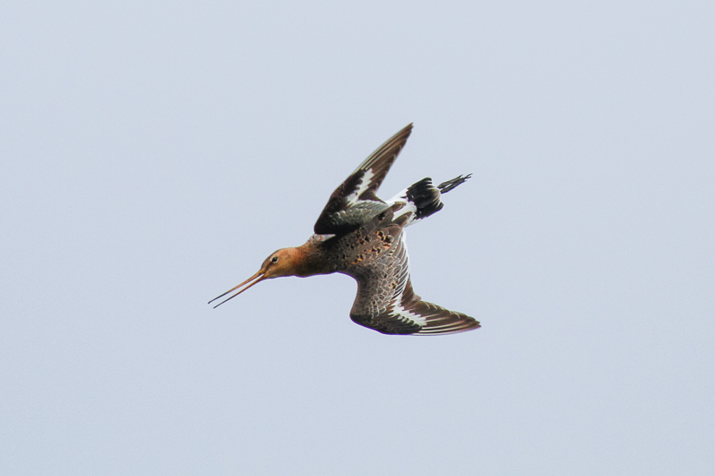 Black-tailed Godwit (Limosa limosa limosa)