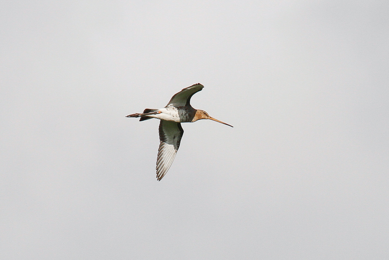 Black-tailed Godwit (Limosa limosa limosa)