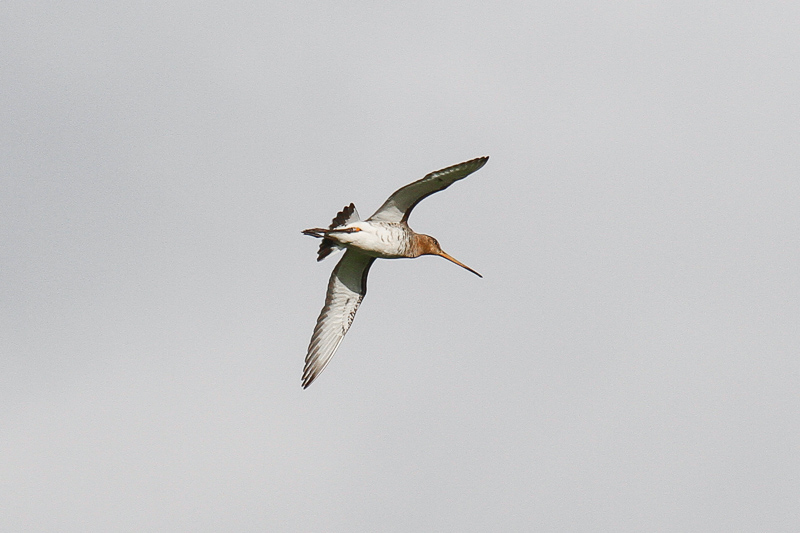Black-tailed Godwit (Limosa limosa limosa)