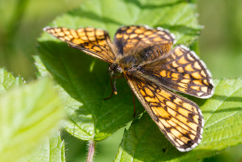 Heath Fritillary (Melitaea athalia)