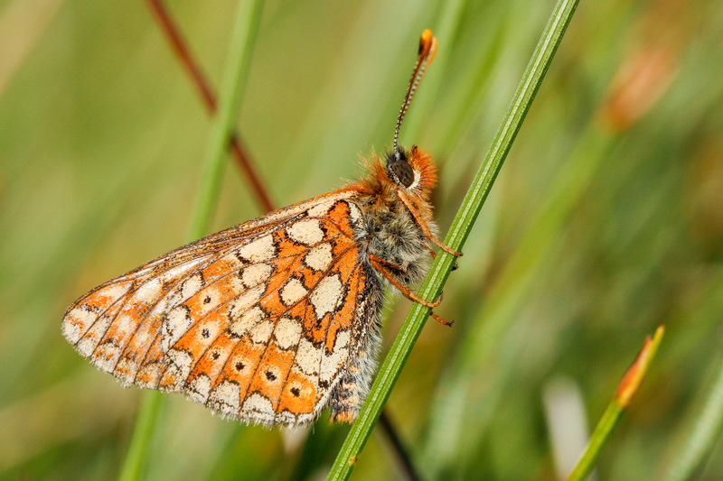 Marsh Fritillary (Euphydryas aurinia aurinia) 