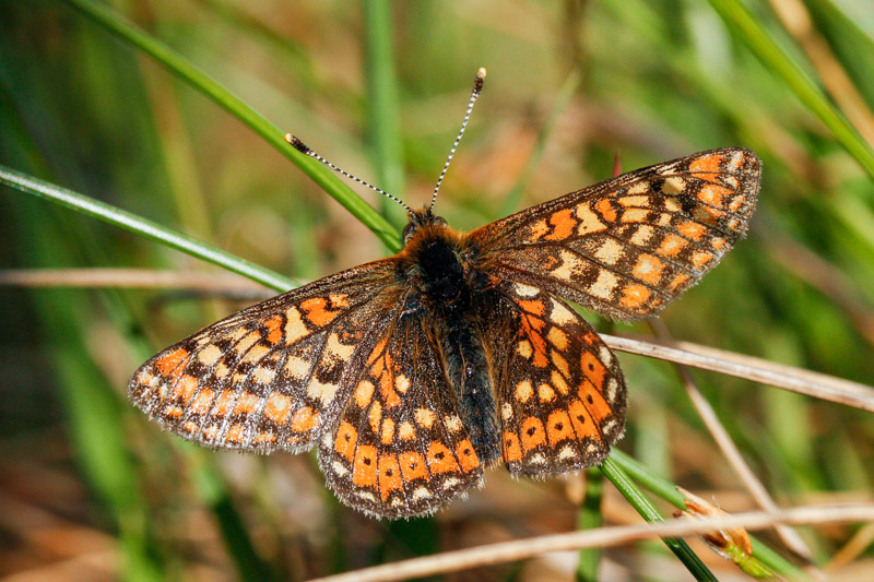 Marsh Fritillary (Euphydryas aurinia aurinia) 