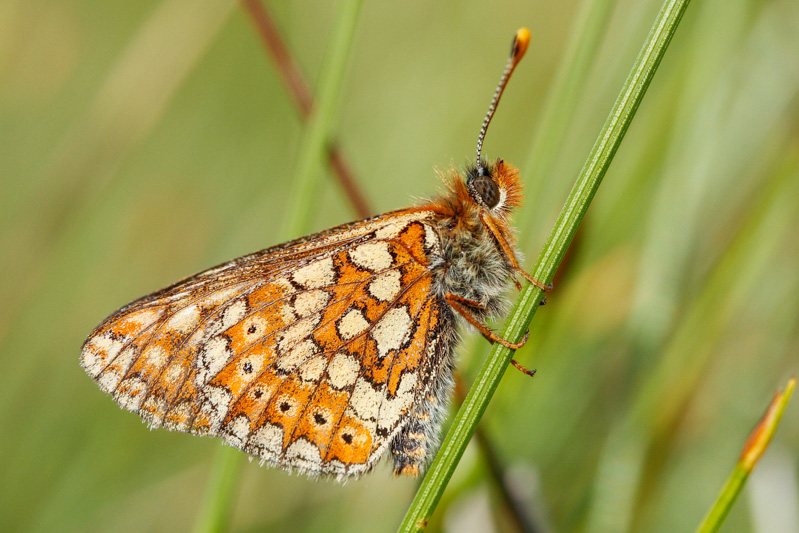 Marsh Fritillary (Euphydryas aurinia aurinia)