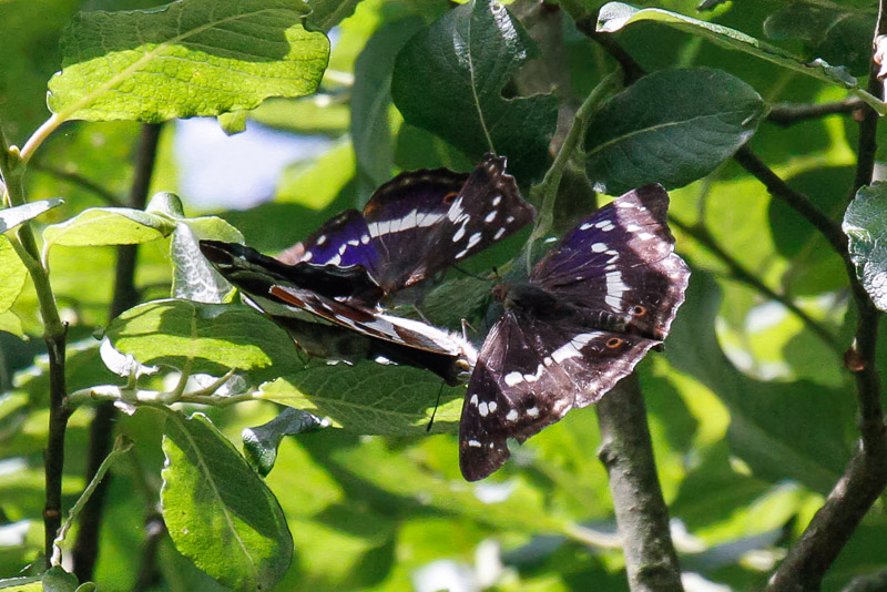 Purple Emperor (Apatura iris)