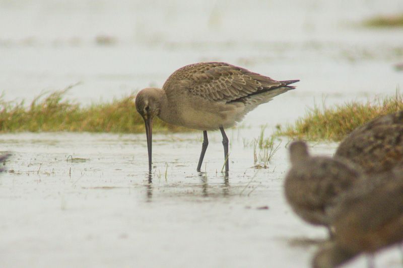 Hudsonian Godwit (Limosa haemastica)