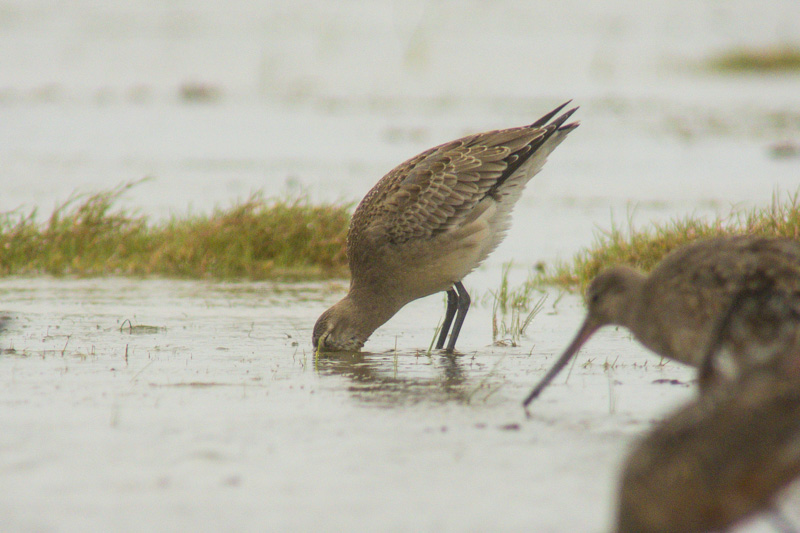 Hudsonian Godwit (Limosa haemastica)