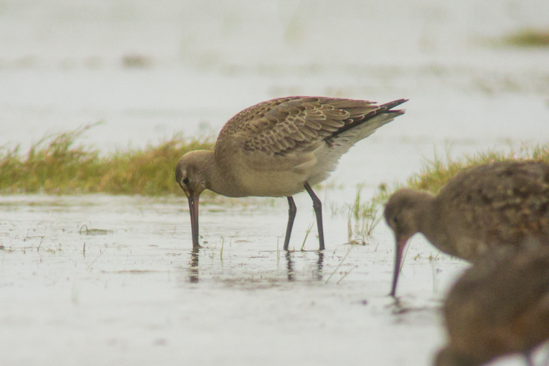 Hudsonian Godwit (Limosa haemastica)
