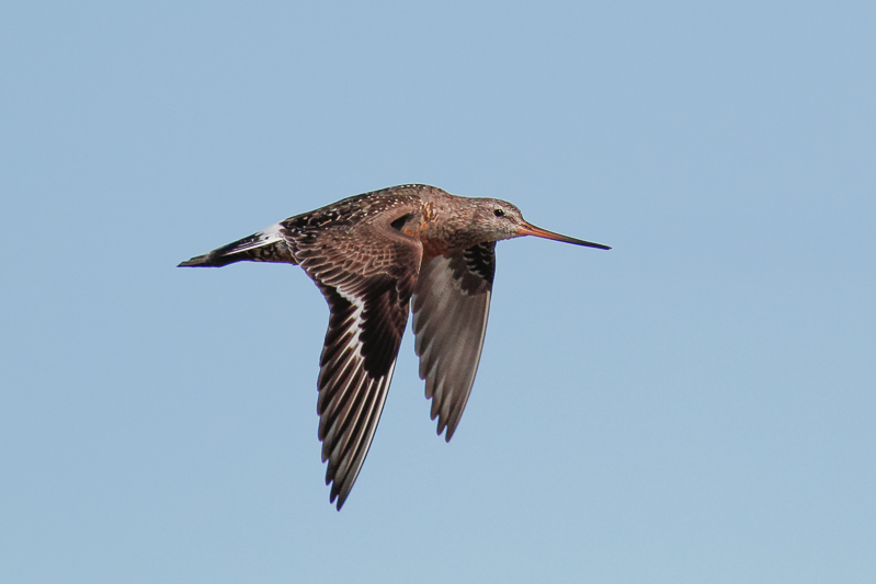 Hudsonian Godwit (Limosa haemastica)