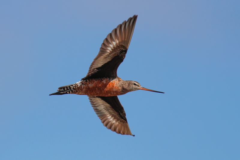 Hudsonian Godwit (Limosa haemastica)