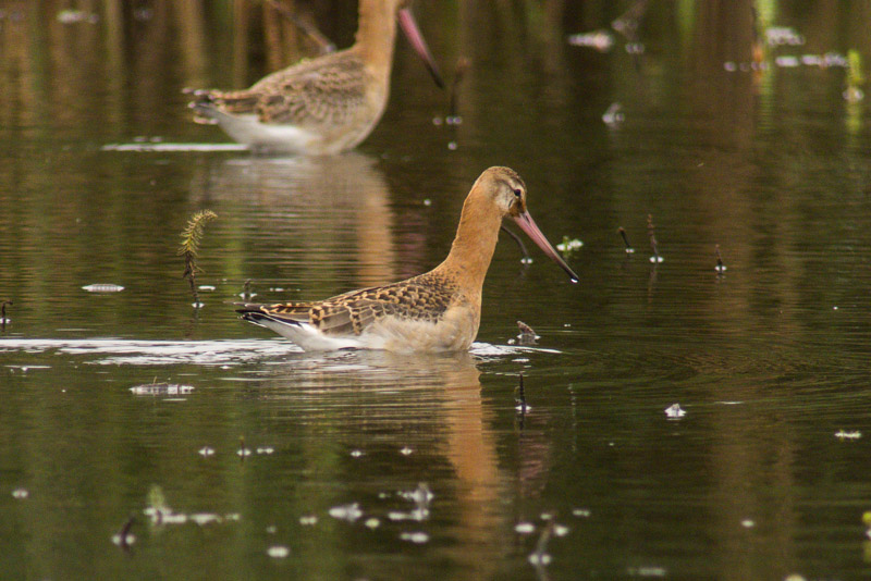 Black-tailed Godwit (Limosa limosa islandica)