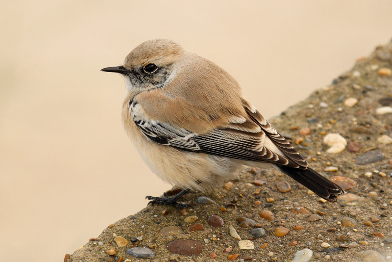 Desert Wheatear (Oenanthe deserti)