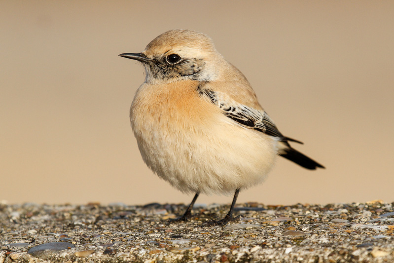 Desert Wheatear (Oenanthe deserti)