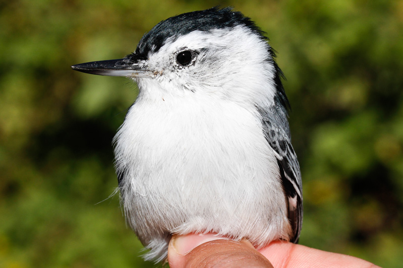 White-breasted Nuthatch (Sitta carolinensis)