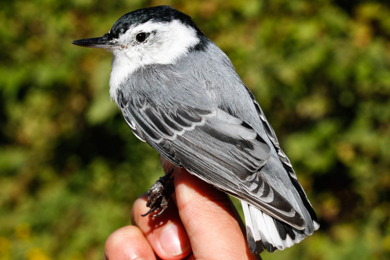 White-breasted Nuthatch (Sitta carolinensis)