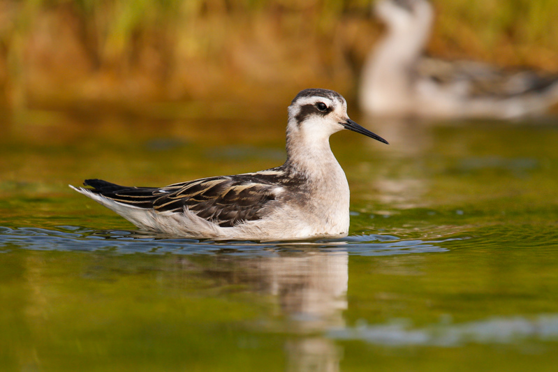 Red-necked Phalarope (Phalaropus lobatus)