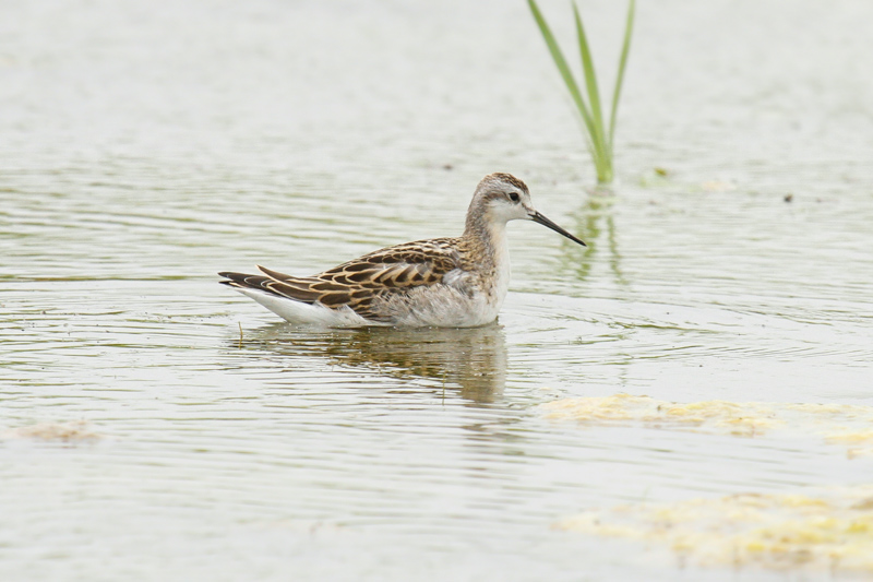 Wilsons Phalarope (Phalaropus tricolor)