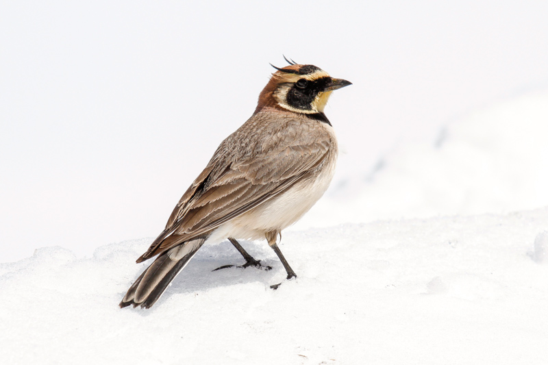 Atlas Horned Lark (Eremophila alpestris atlas)