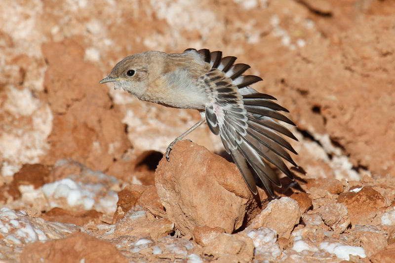 Maghreb Wheatear (Oenanthe lugens halophila)
