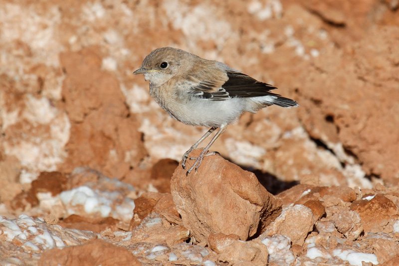 Maghreb Wheatear (Oenanthe lugens halophila)