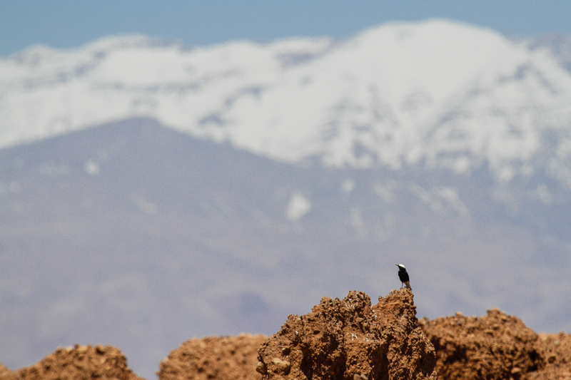 White-crowned Black Wheatear (Oenanthe leucopyga)